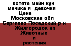 котята мейн кун 2мачика и 3девочки  › Цена ­ 5 000 - Московская обл., Сергиево-Посадский р-н, Жилгородок нп Животные и растения » Кошки   